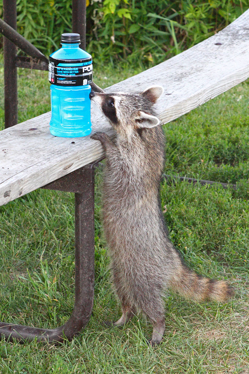 Young raccoon investigating a sports drink on a bench.