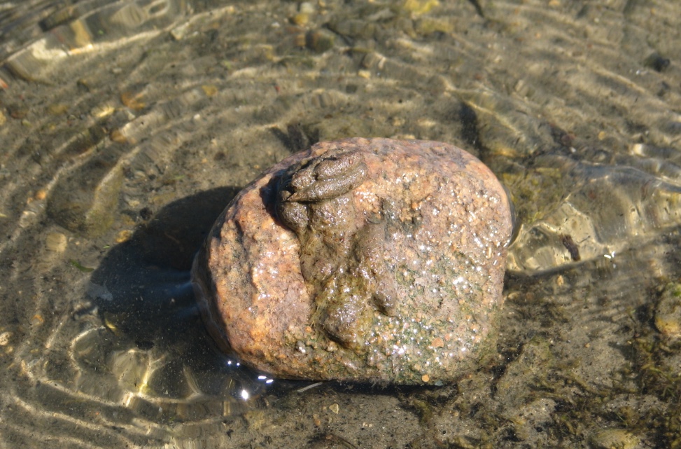 Muskrat scat on rock in river.
