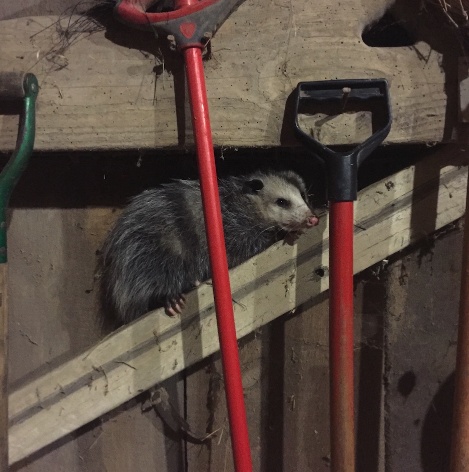 Opossum in a tool shed.