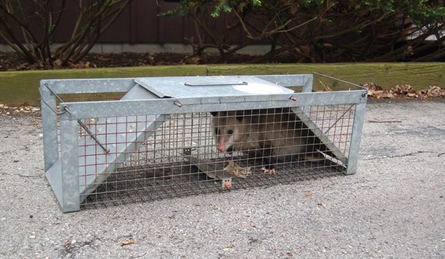 Virginia Opossum in a live-trap.