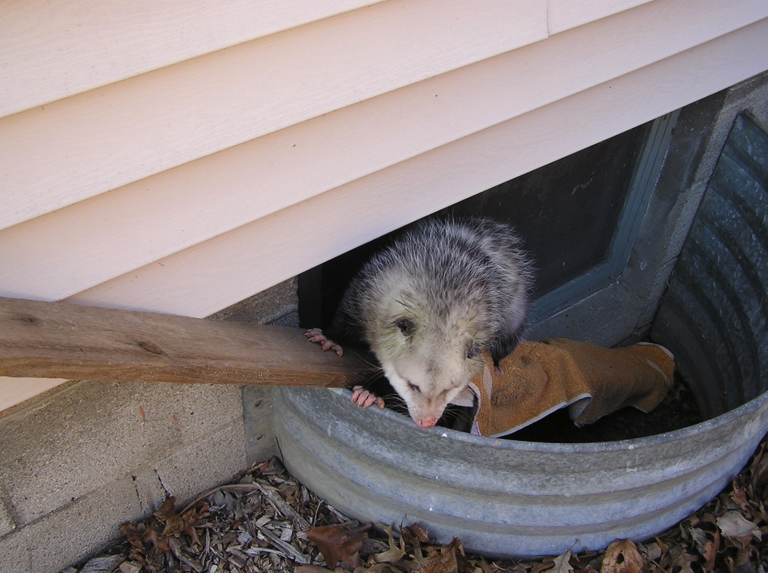 Placing a board with a rough surface into the window well will allow a trapped animal, like this opossum, to crawl out.