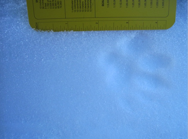 Front track of opossum in snow.