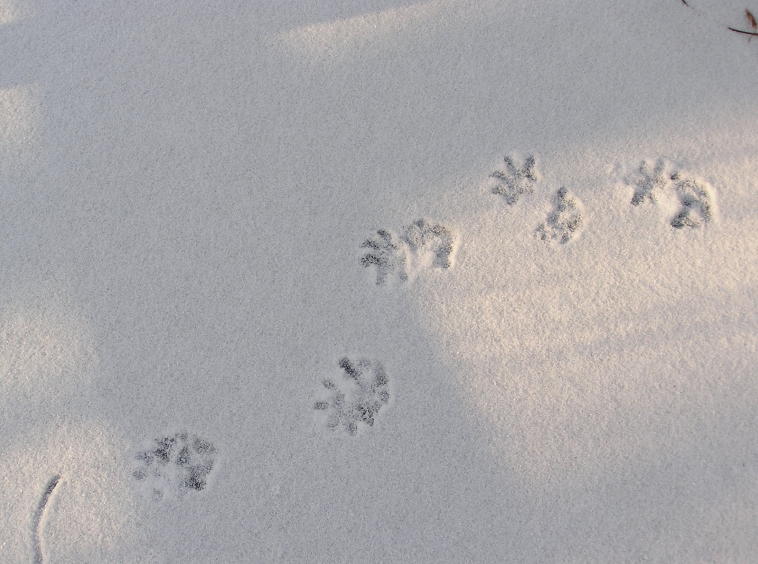 Virginia opossum tracks in snow. Note how the hind tracks overlap the front tracks.