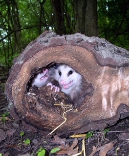 Two young opossums in a log.