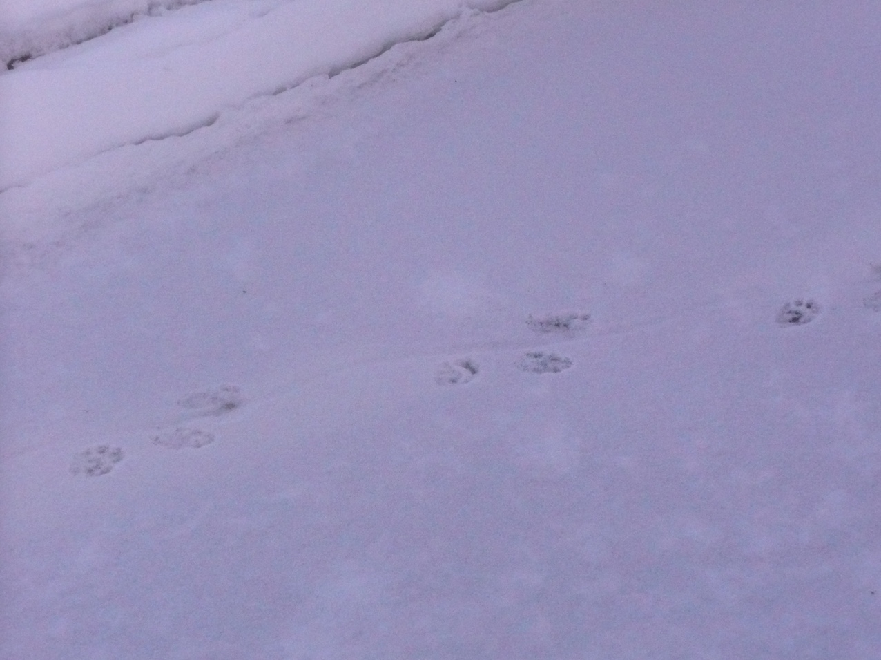River otter tracks in snow. Note the line caused by the otter's tail dragging on the snow.