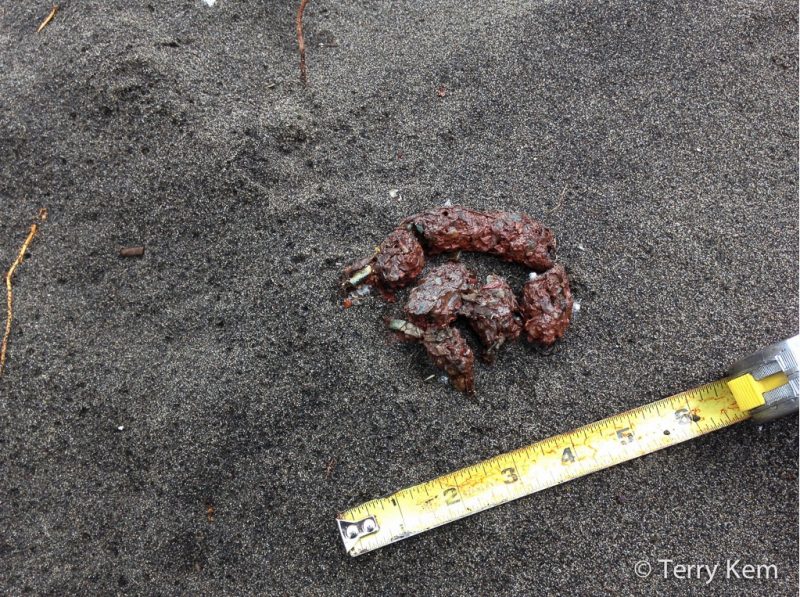 River Otter Scat | Wildlife Illinois