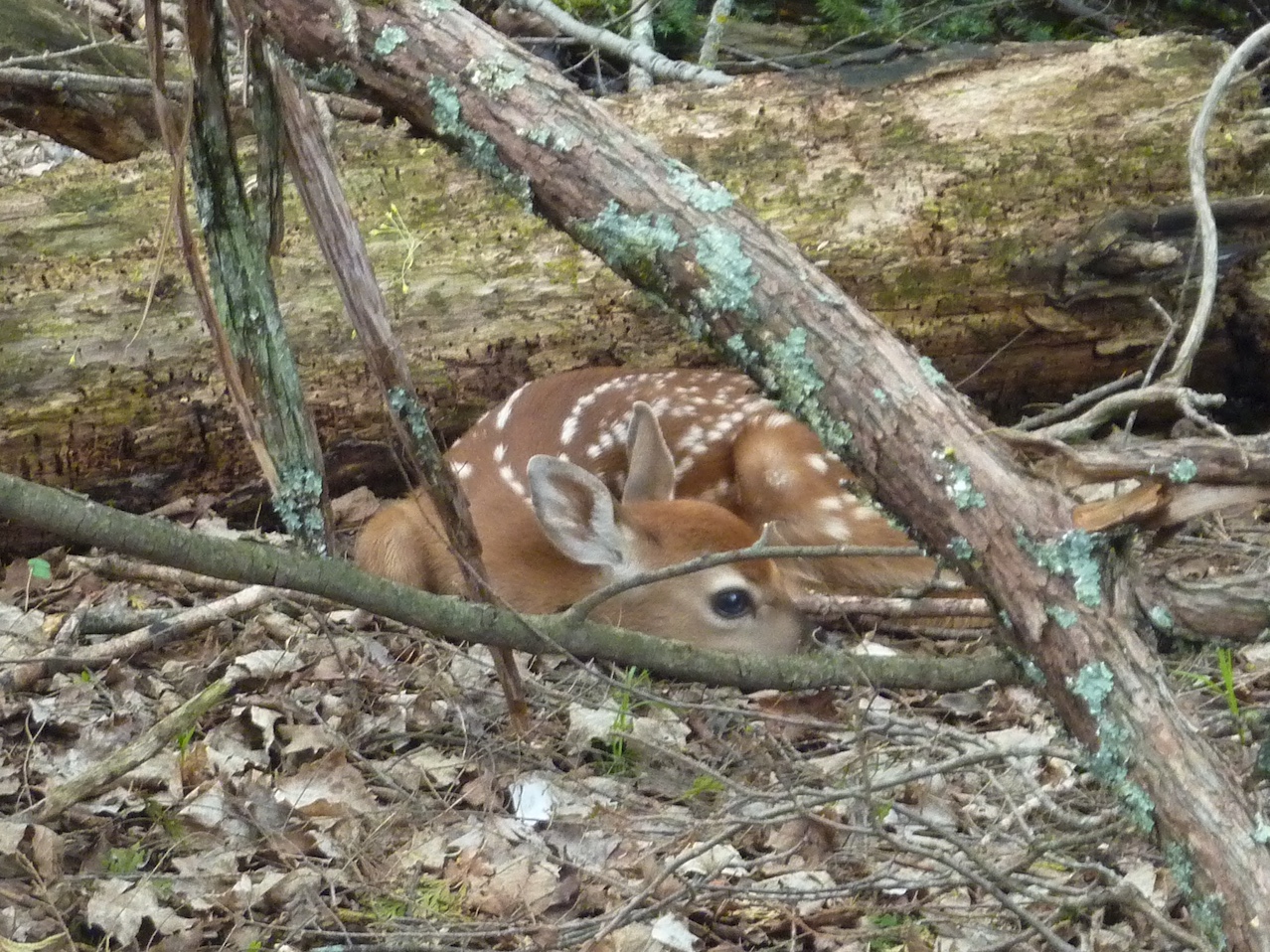 Young fawn laying in the woods.