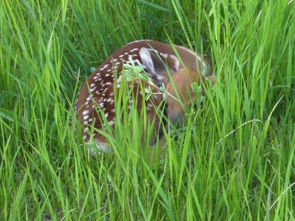 White-tailed deer fawn resting in the grass.