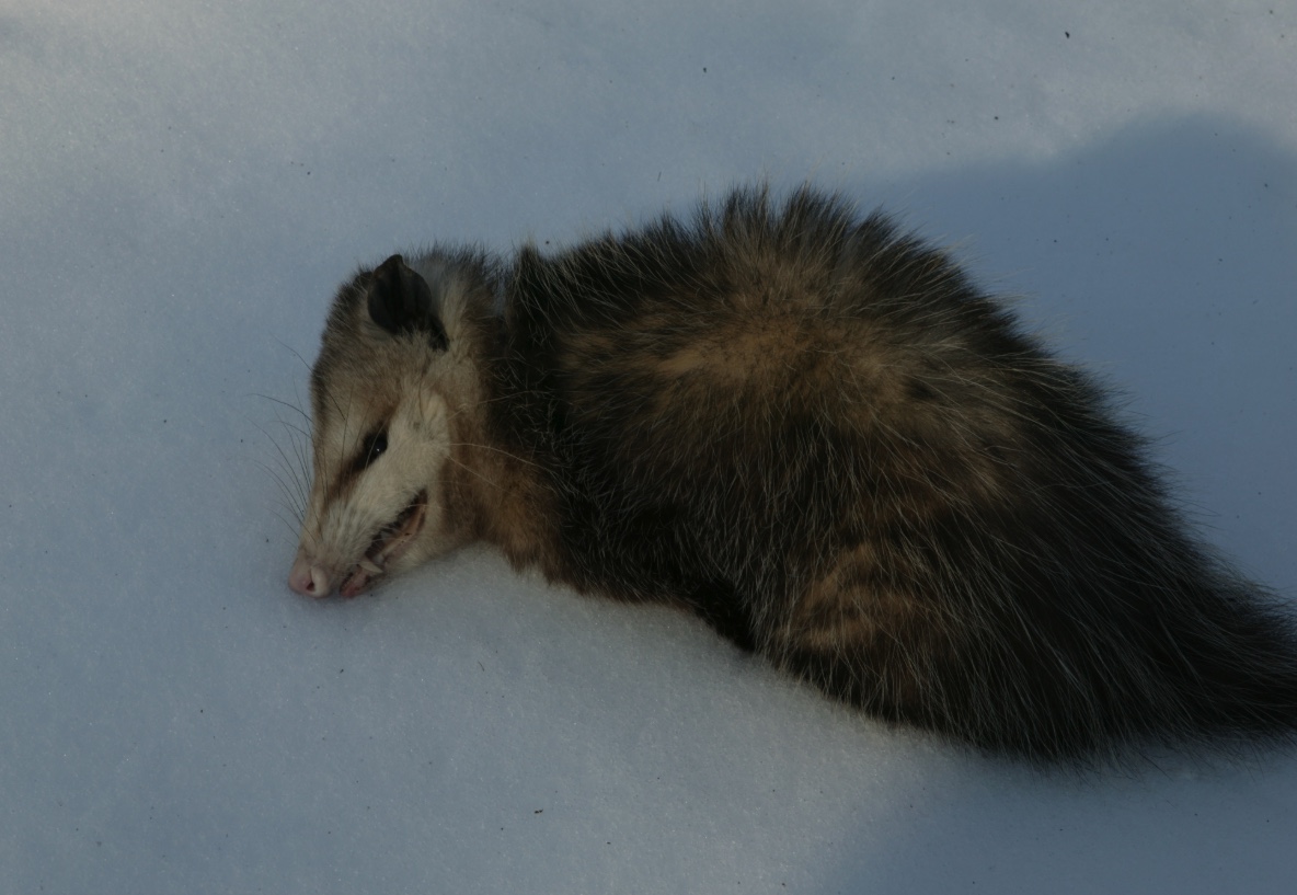 Opossum playing dead on the snow.