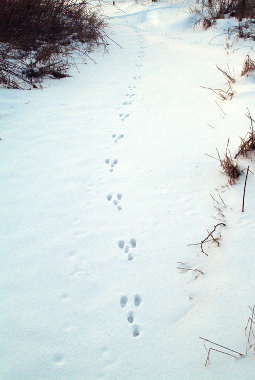 Cottontail rabbit tracks in the snow. Note the back paws land in front of the front paws.