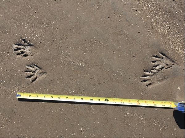 Front and rear tracks of raccoon.