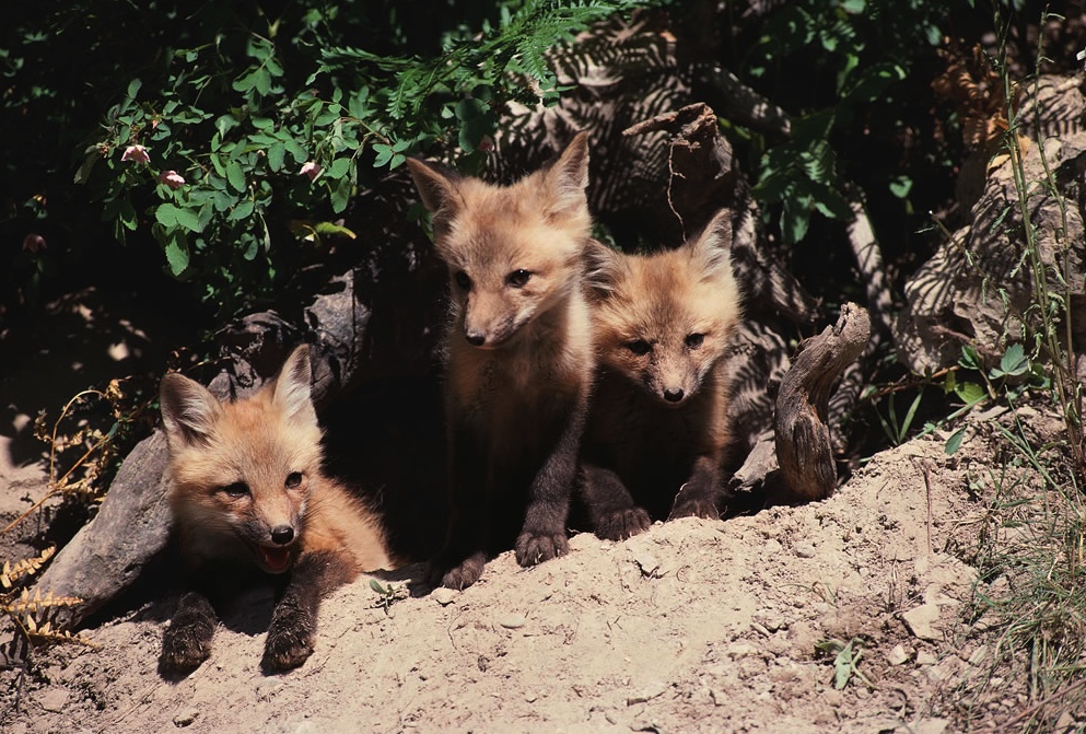Three red fox kits sitting at the den entrance.