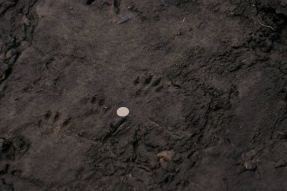 River otter tracks with a quarter for size comparison.