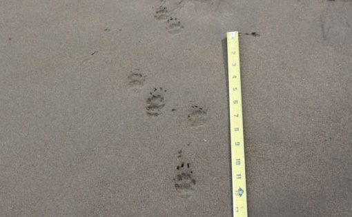 Striped Skunk Tracks – Wildlife Illinois