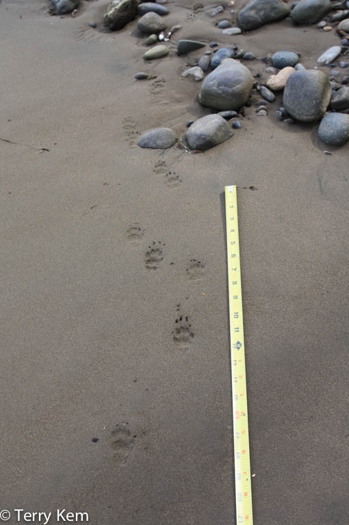 Striped skunk tracks in sand. Note the claw marks of the front feet register a distance from the paw pad.