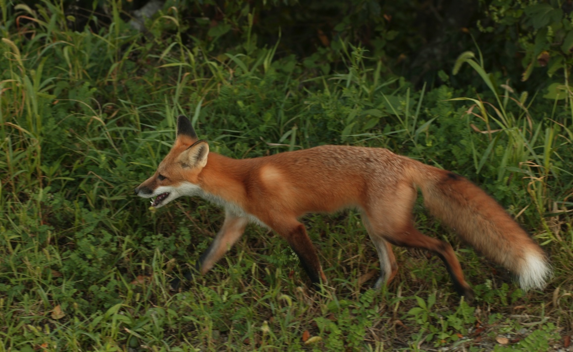 Red fox walking through grass.