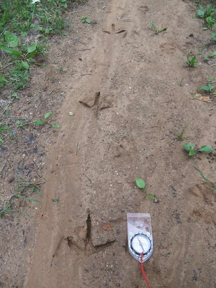 Wild turkey tracks on a dirt path. Compass for scale.