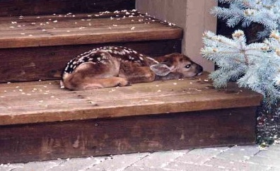 This fawn decided to rest on a porch step.
