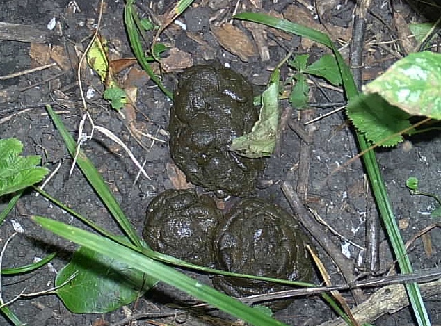 White-tailed deer scat