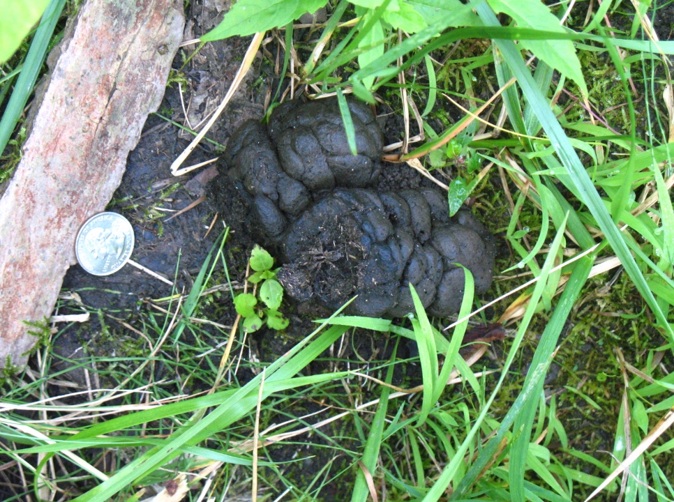 White-tailed deer scat with quarter for size comparison.