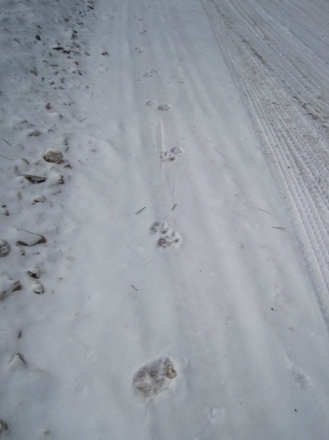 Wolf tracks in the snow. Note how the hind feet register over the tracks of the front feet.