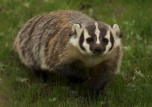 River Otter Tracks | Wildlife Illinois