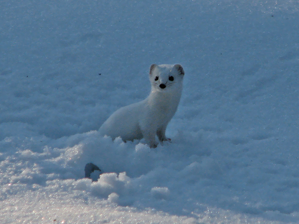 Least weasel in it's white winter coat.