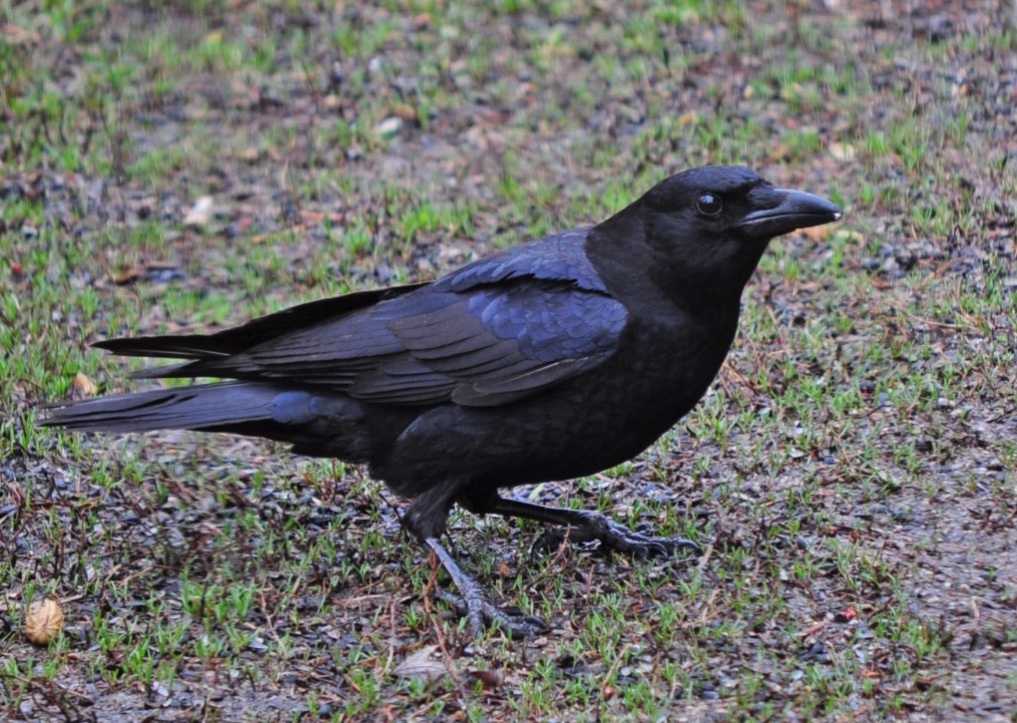 American crow standing on a lawn.