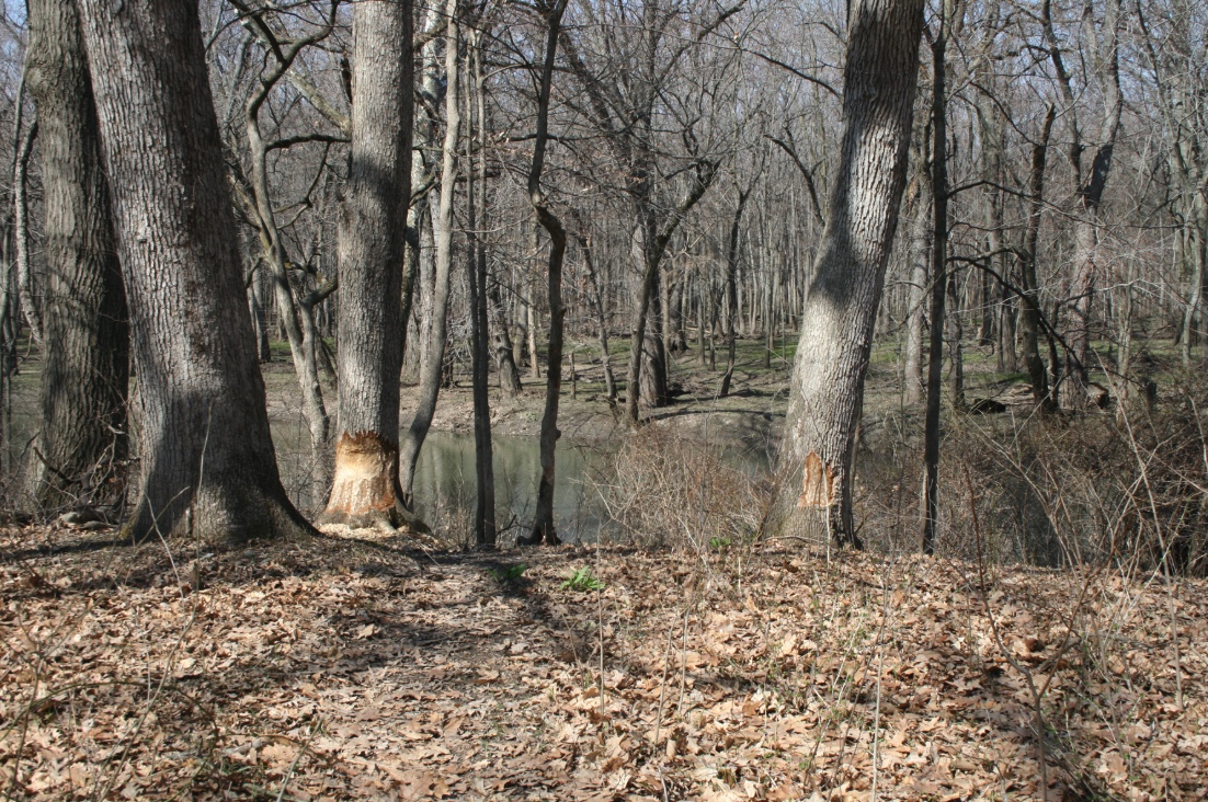 Beavers will work on multiple trees at the same time. Note the different levels of damage on the two large trees.