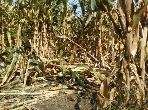 Corn damaged by feral swine. Deer, beaver and raccoons can also cause serious damage to corn fields.