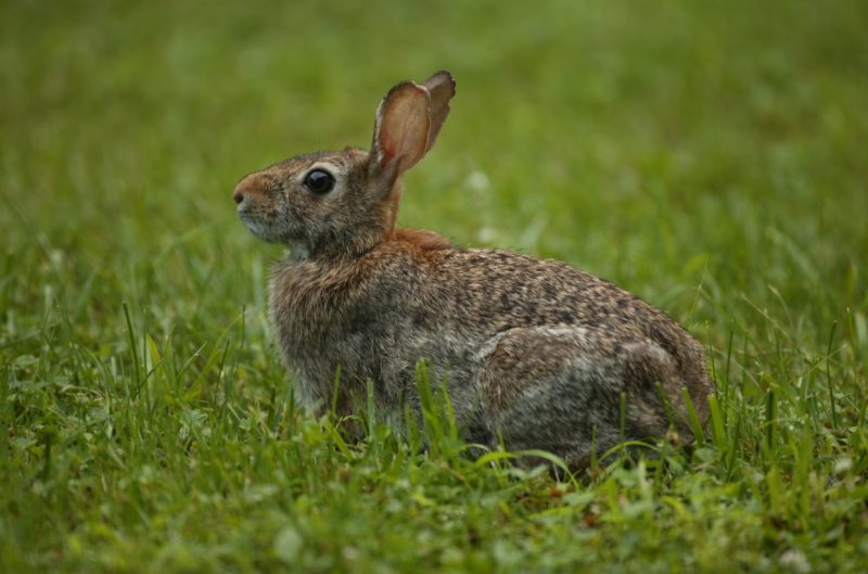 Eastern Cottontail Rabbit | Wildlife Illinois