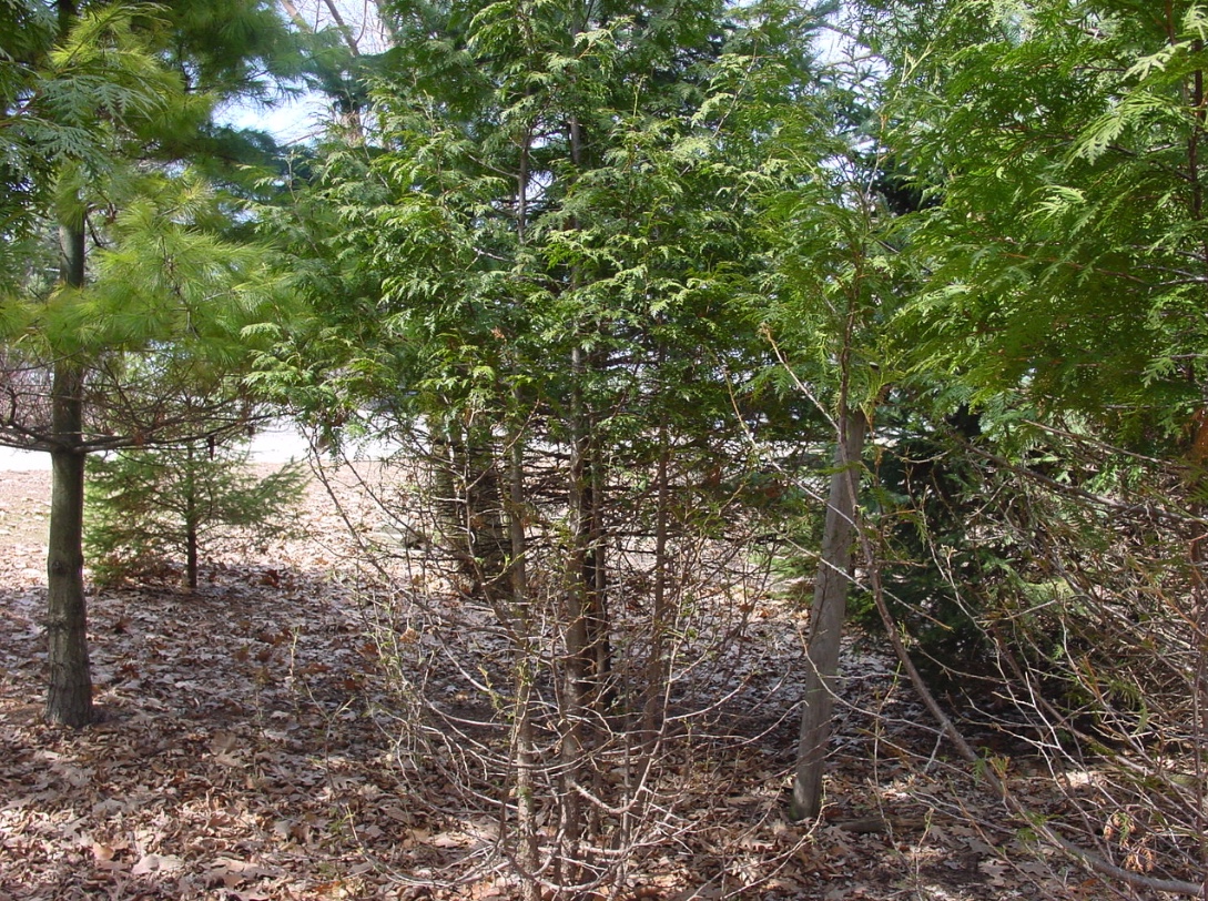 deer browse damage tree example another line shrubs