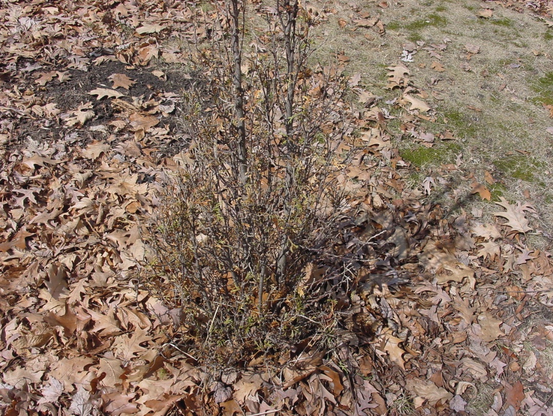 This shrub was severely damaged by deer browsing on it.
