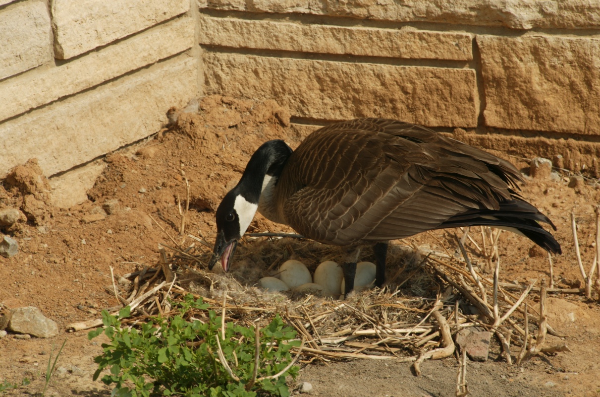 Canada geese are not shy about building nests in urban environments. This female built her nest next to a building foundation.
