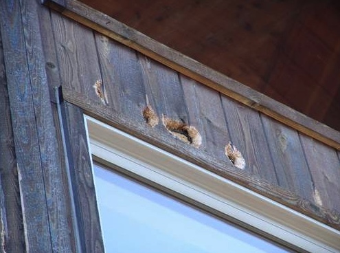 Damage to wood siding caused by a Northern flicker.