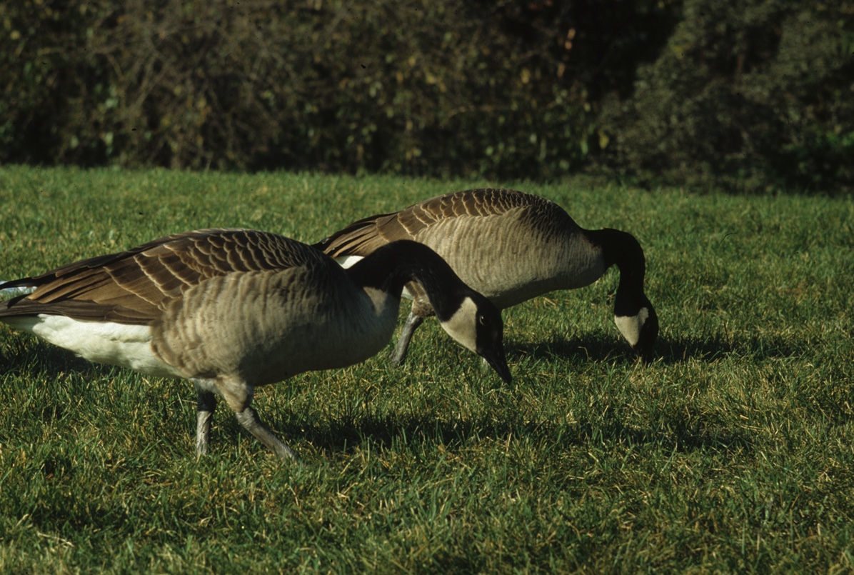Two Canada geese on a lawn. Canada geese spend several hours every day grazing.
