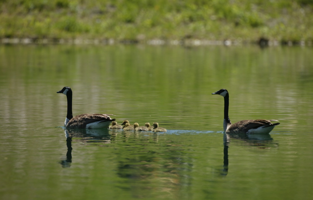 Two Canada geese on the water with their young. Adult geese can be very protective of their young. Keep a safe distance away.