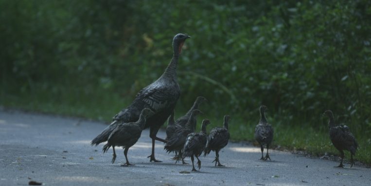 A turkey hen crossing a road with her poults (young).