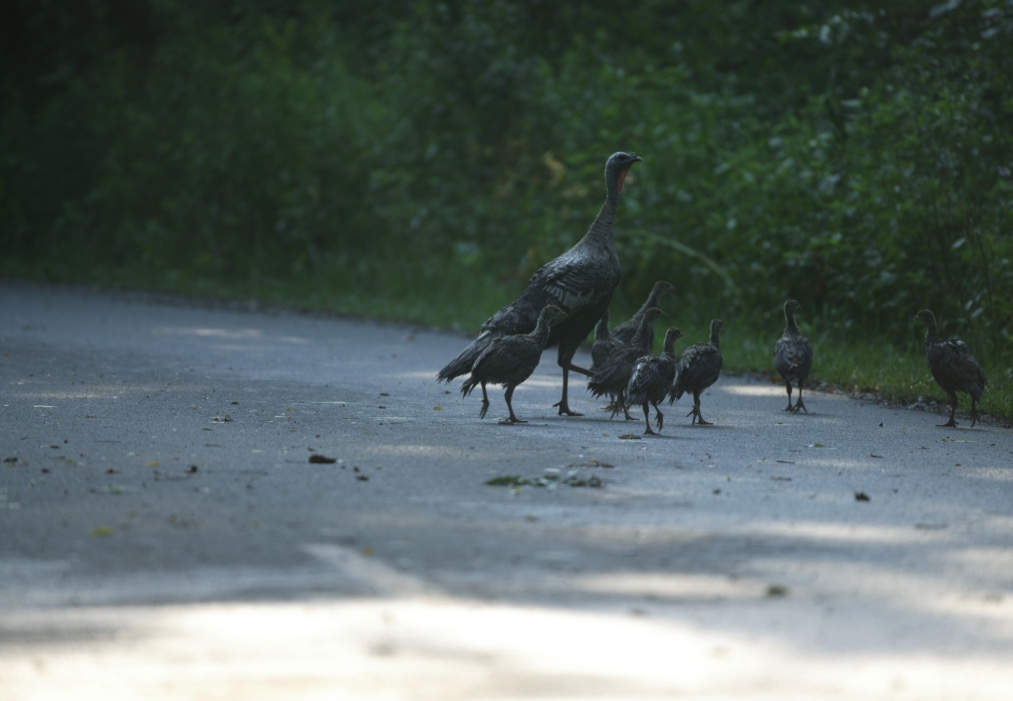 A turkey hen crossing a road with her poults (young).