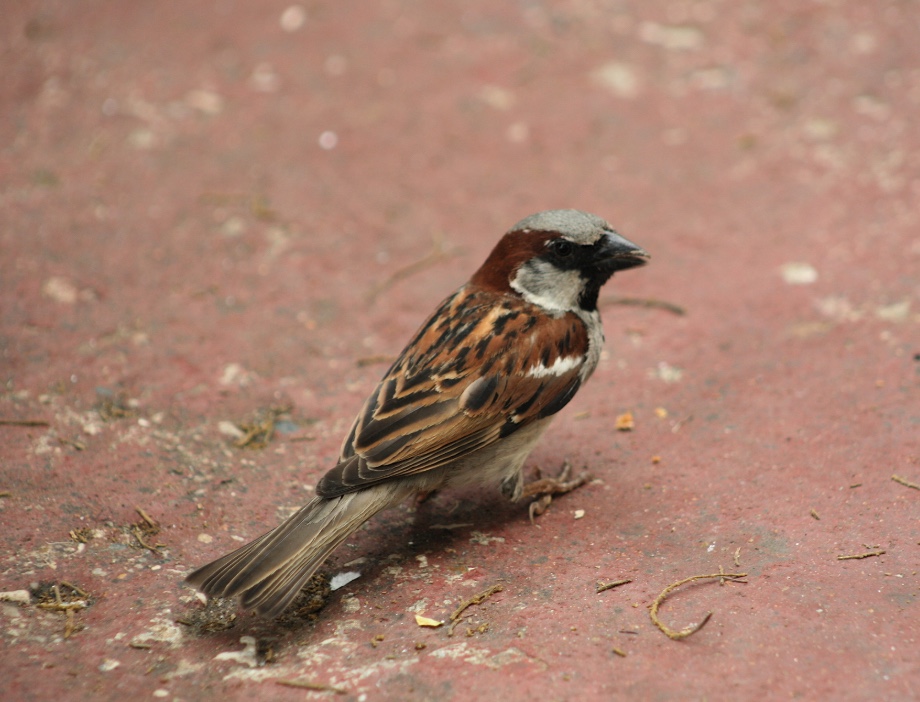 Male house sparrows are easy to identify by their gray cap and cheeks and black bib.