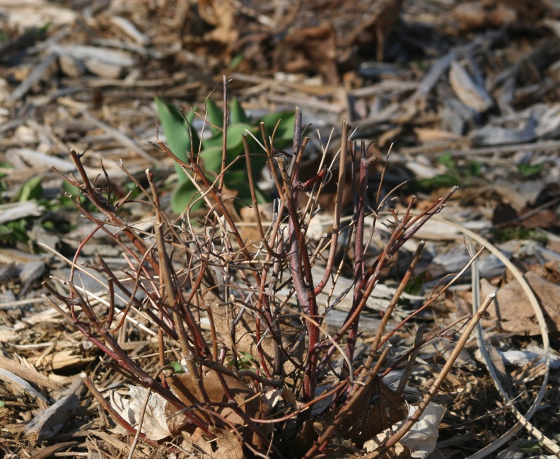 This small shrub was damaged by a rabbit. Note the clean-cut stems.