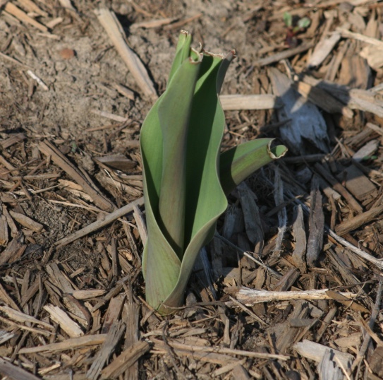 Rabbits will eat the tips off of newly emerged tulip leaves.
