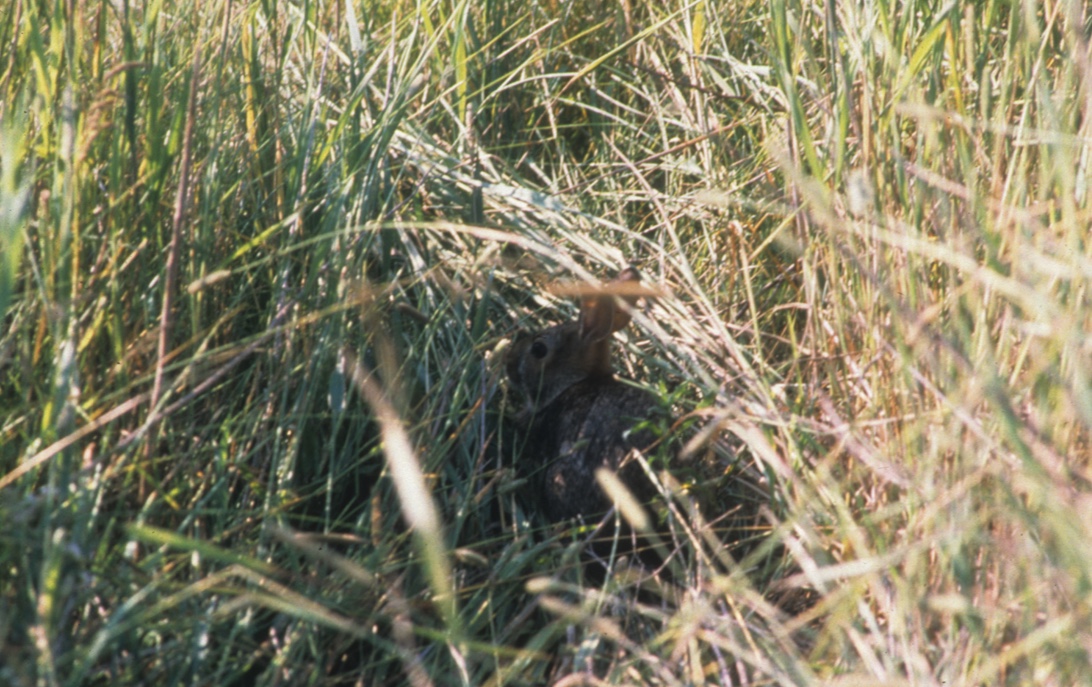 Young rabbit resting in tall grass.