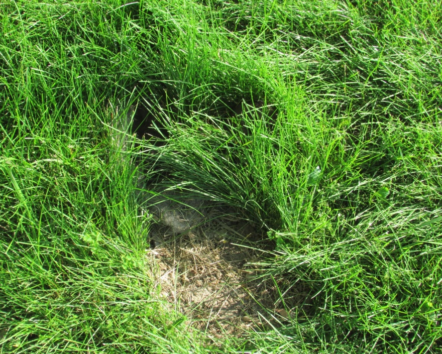 A rabbit digs a hole in the ground, lines the hole with grass and fur, and covers the top with clipped grass. Often there is a small patch of soil at the front of the nest from the excavation.