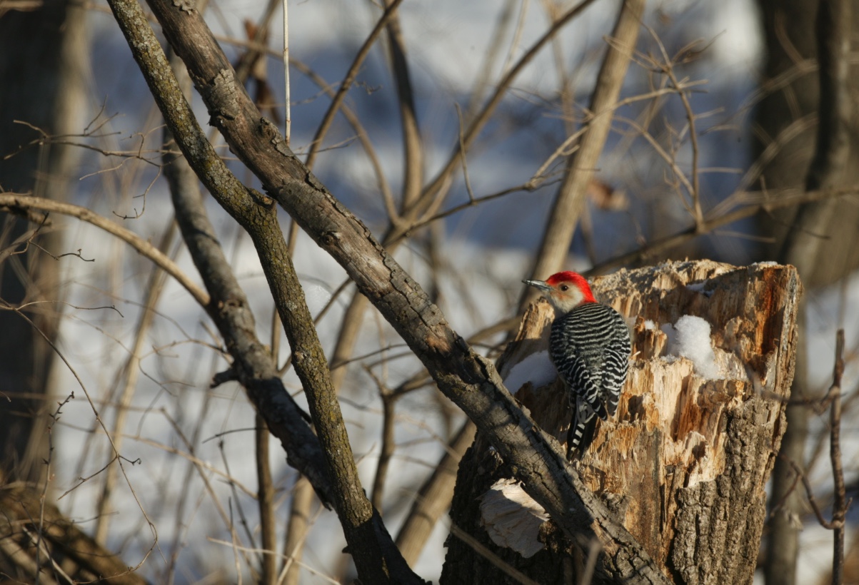 Red-bellied woodpeckers can be identified by their striped back and the red cap on their heads.