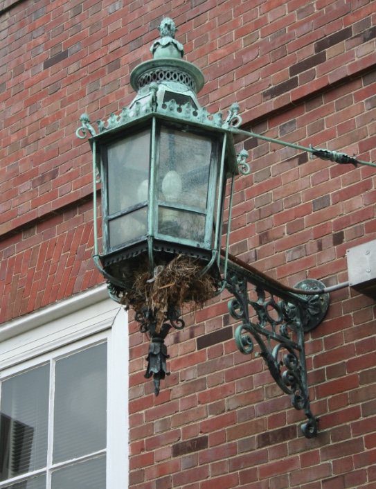 House sparrow nest in an exterior light on a brick building.