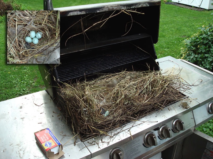 European starlings nested inside this unused gas grill while the lid was closed.
