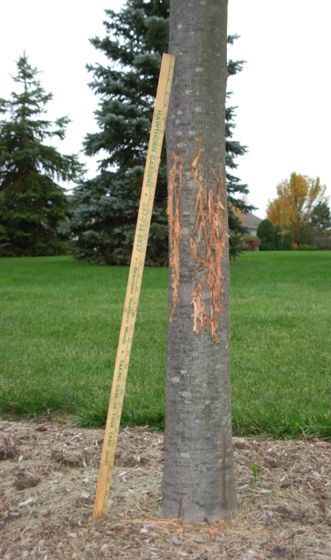 When deer rub their antlers against tree to get rid of their velvet, they can cause damage to the tree. The bark may look shredded. Note the measuring stick for scale.