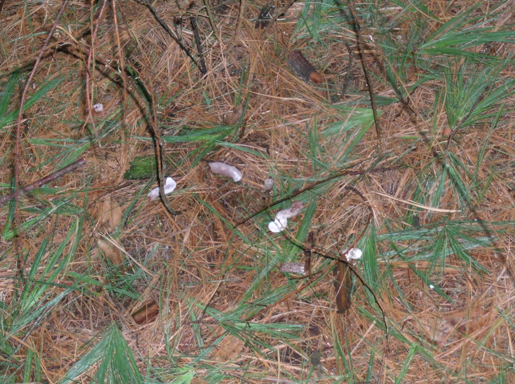 Wild turkey droppings on dropped pine needles.