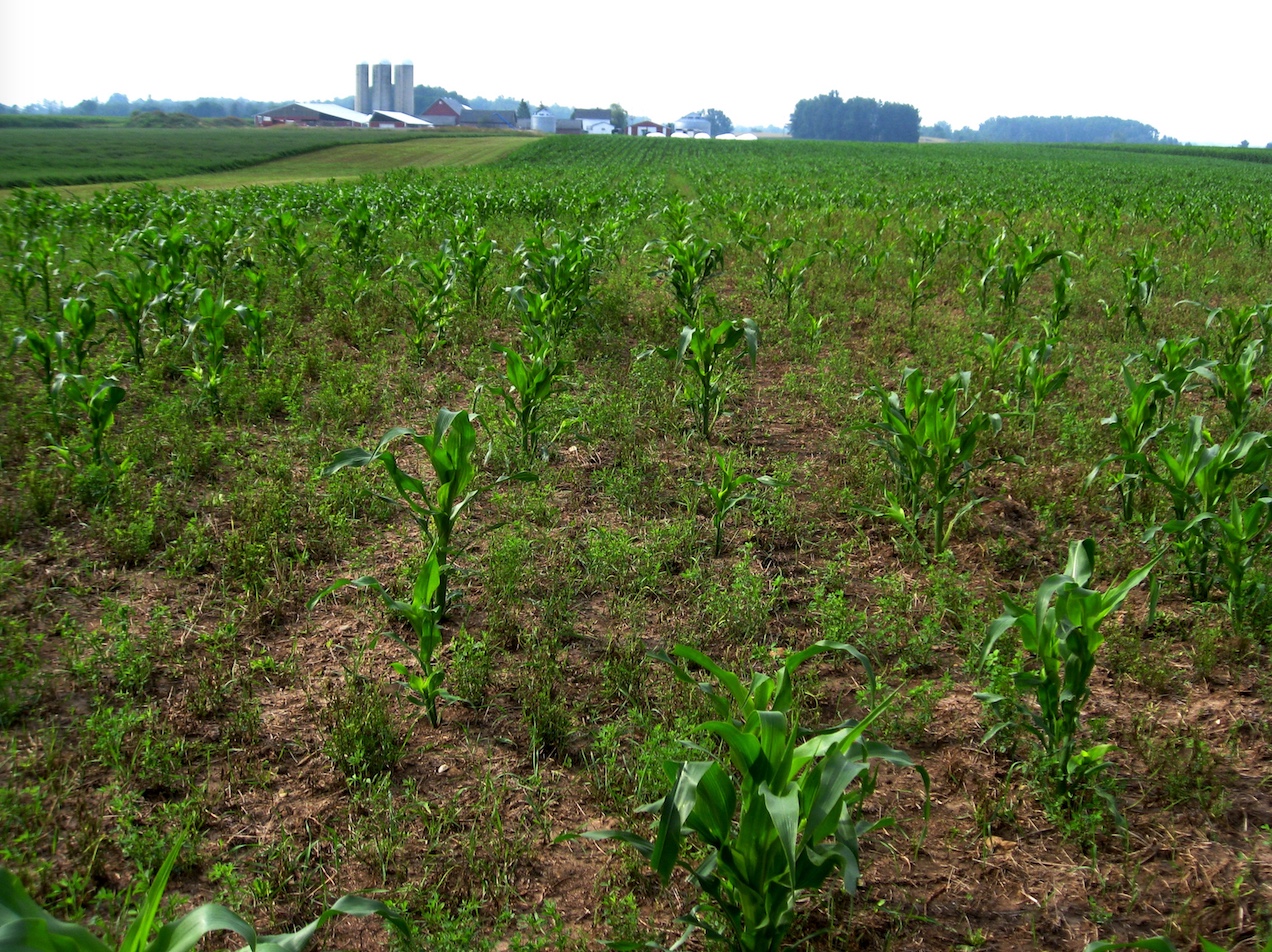 Damage to corn field caused by sandhill cranes.